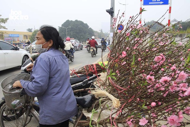 Vườn đào Nhật Tân (Hà Nội): Tiểu thương buôn bán thuận lợi trước thềm Xuân Kỉ Hợi ảnh 8