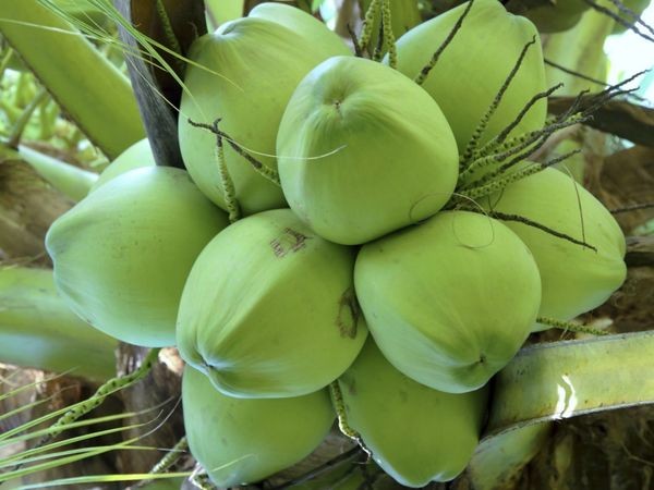 Mẹ nhắn tin không dấu nhờ mua "trai dua", dân mạng thi nhau đoán là "Dứa, Dưa hay Dừa"? ảnh 2