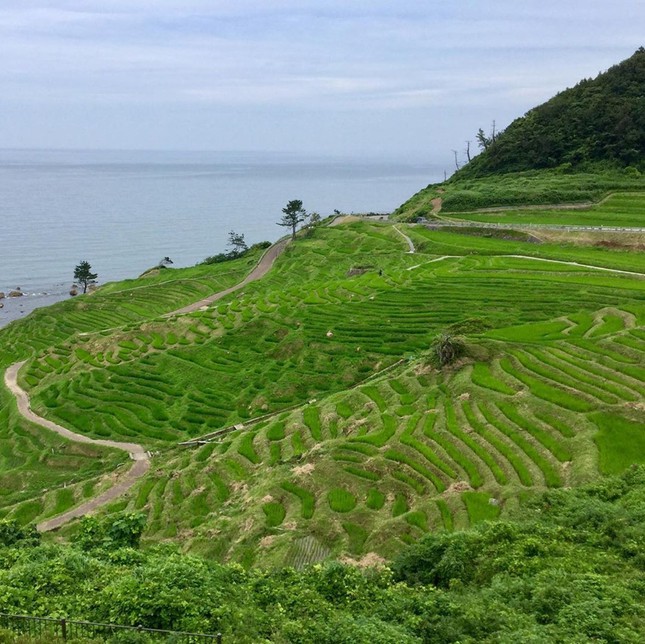 Ruộng bậc thang phát sáng bên bờ biển thu hút du khách ảnh 2