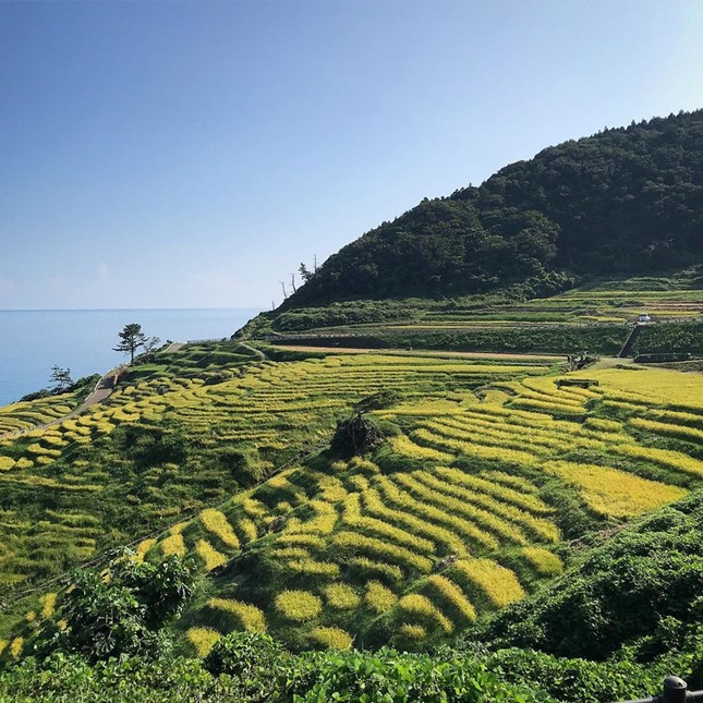 Ruộng bậc thang phát sáng bên bờ biển thu hút du khách ảnh 4
