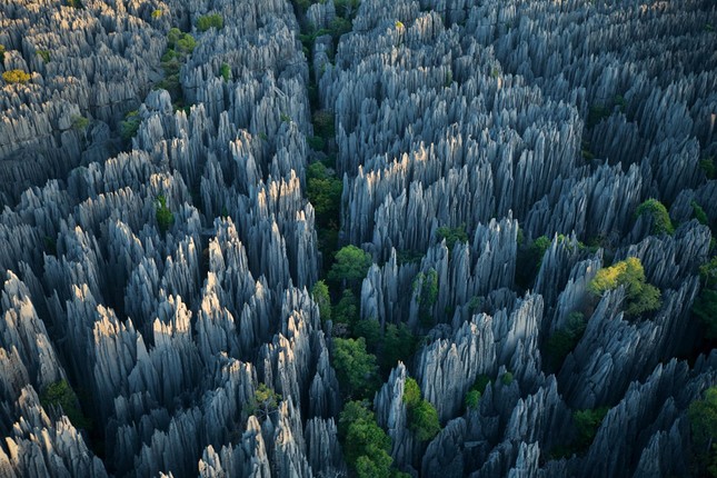 Rừng đá nhọn như vót chông ở Madagasca ảnh 1