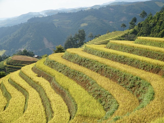 Đồi Móng Ngựa, điểm chụp lúa chín thu hút nhiếp ảnh gia ở Mù Cang Chải ảnh 5