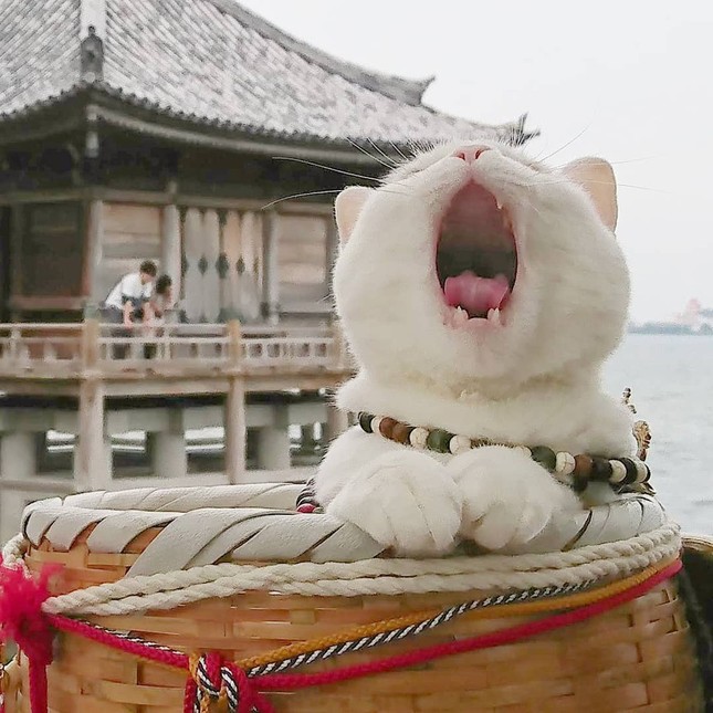 Ngôi đền ở Nhật có trụ trì là mèo béo ham ngủ ảnh 3