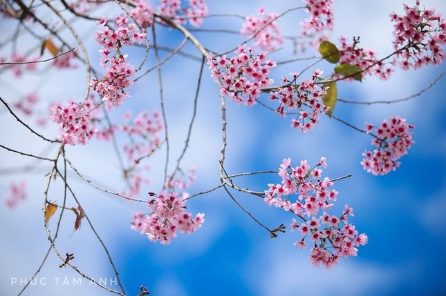 Hoa đào đầu mùa ở Đà Lạt nở rồi, hội mê xê dịch xách vali lên và đi ngay kẻo lỡ! ảnh 2