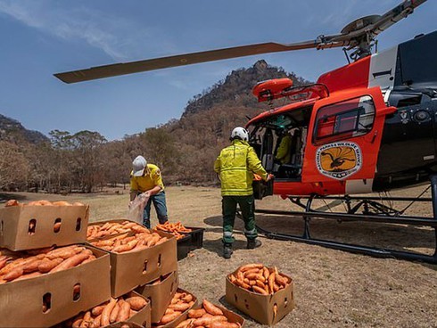 Dùng máy bay thả cà rốt cứu chuột túi sau thảm họa cháy rừng Australia ảnh 1