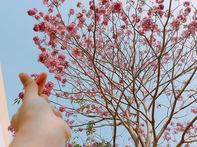 Kèn hồng ở Sóc Trăng nở rộ, đẹp xao xuyến tựa như phim Hàn Quốc ảnh 2