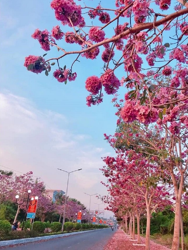 Kèn hồng ở Sóc Trăng nở rộ, đẹp xao xuyến tựa như phim Hàn Quốc ảnh 8