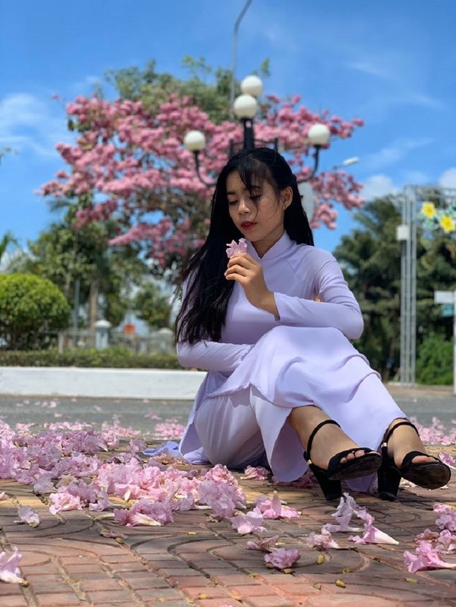 Kèn hồng ở Sóc Trăng nở rộ, đẹp xao xuyến tựa như phim Hàn Quốc ảnh 14
