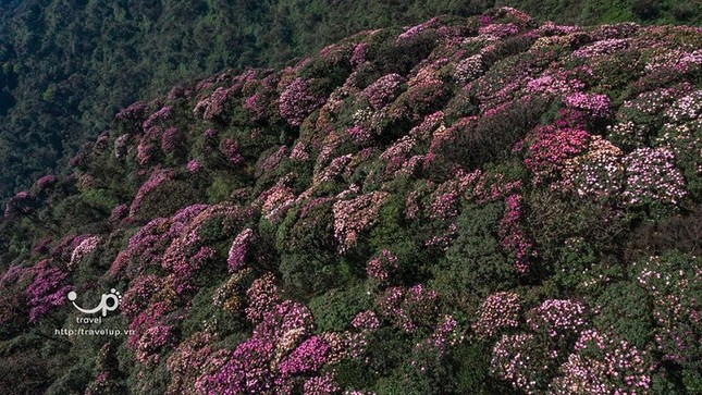 Hoa đỗ quyên trên đỉnh Putaleng vào mùa, dân mê trekking phấn khích rủ nhau đi thưởng ngoạn ảnh 3