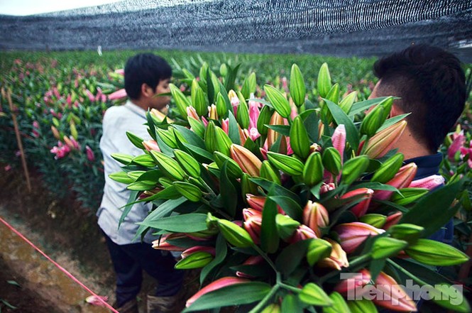 Người dân Tây Tựu 'khóc ròng' vì hoa ly nở trước Tết - ảnh 9