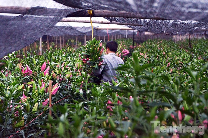 Người dân Tây Tựu 'khóc ròng' vì hoa ly nở trước Tết - ảnh 8