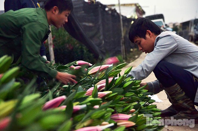 Người dân Tây Tựu 'khóc ròng' vì hoa ly nở trước Tết - ảnh 12