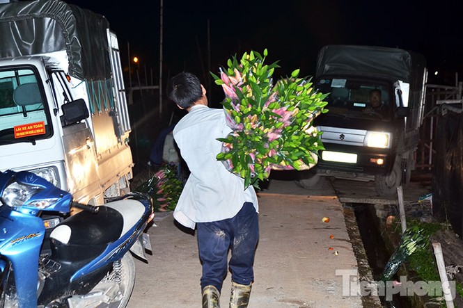 Người dân Tây Tựu 'khóc ròng' vì hoa ly nở trước Tết - ảnh 14