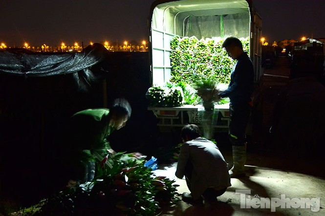 Người dân Tây Tựu 'khóc ròng' vì hoa ly nở trước Tết - ảnh 15
