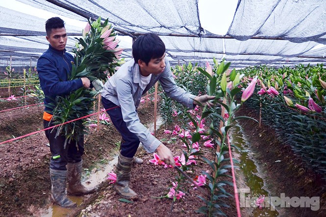Người dân Tây Tựu 'khóc ròng' vì hoa ly nở trước Tết - ảnh 1