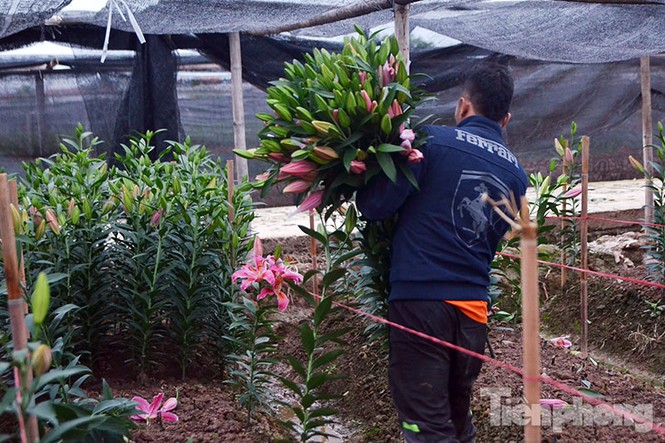 Người dân Tây Tựu 'khóc ròng' vì hoa ly nở trước Tết - ảnh 11