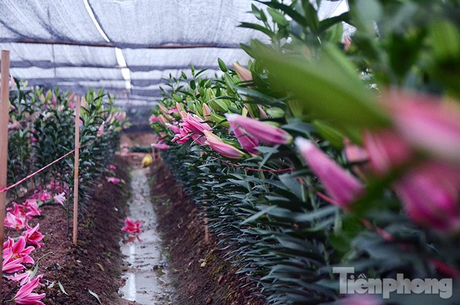 Người dân Tây Tựu 'khóc ròng' vì hoa ly nở trước Tết - ảnh 3