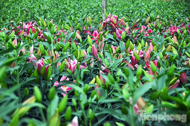 Người dân Tây Tựu 'khóc ròng' vì hoa ly nở trước Tết - ảnh 4