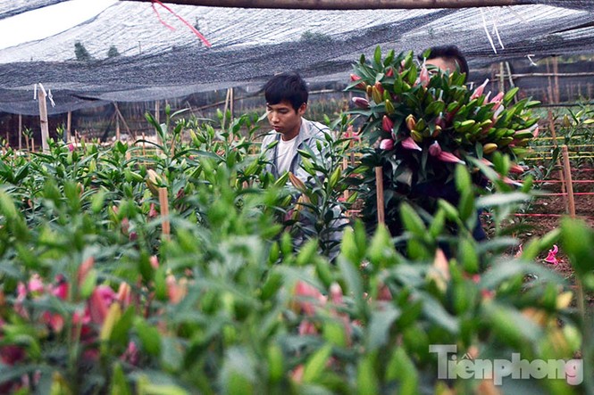 Người dân Tây Tựu 'khóc ròng' vì hoa ly nở trước Tết - ảnh 5