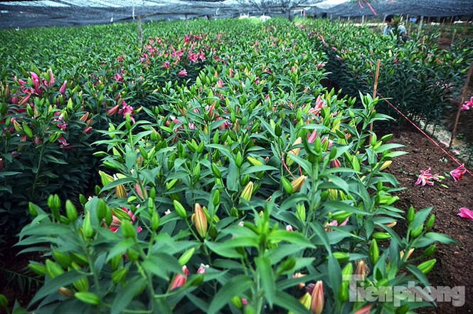Người dân Tây Tựu 'khóc ròng' vì hoa ly nở trước Tết - ảnh 2