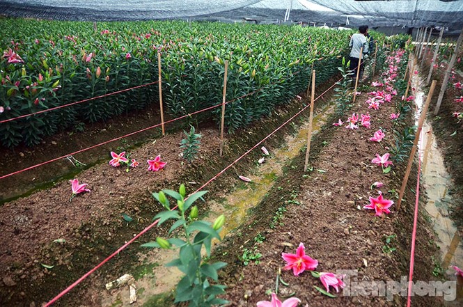 Người dân Tây Tựu 'khóc ròng' vì hoa ly nở trước Tết - ảnh 6