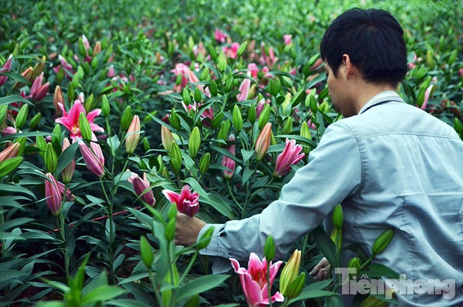 Người dân Tây Tựu 'khóc ròng' vì hoa ly nở trước Tết - ảnh 7