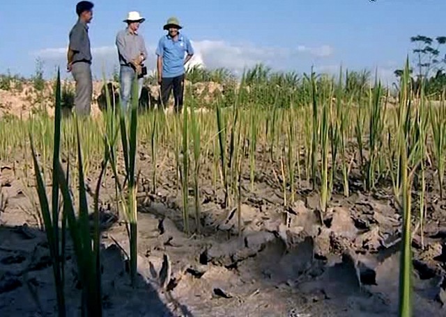 Gia Lai: Hơn 61.000 người thiếu đói vì hạn - ảnh 11