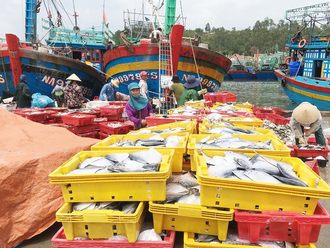 Vào bờ tránh bão, ngư dân Bãi Ngang vẫn có khoang thuyền đầy ắp cá - ảnh 3