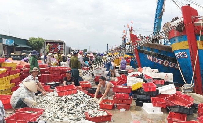 Vào bờ tránh bão, ngư dân Bãi Ngang vẫn có khoang thuyền đầy ắp cá - ảnh 4