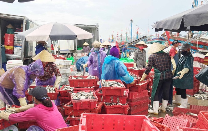Vào bờ tránh bão, ngư dân Bãi Ngang vẫn có khoang thuyền đầy ắp cá - ảnh 2