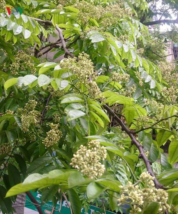 Vụ cây sưa bị chặt hạ: Người dân lo cho số phận cây sưa lớn còn lại - ảnh 6
