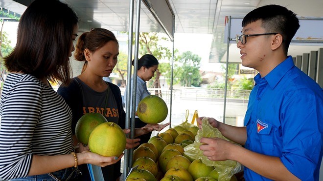 Tuổi trẻ Hà Tĩnh chung tay “giải cứu” bưởi Phúc Trạch giúp dân vùng lũ - ảnh 2