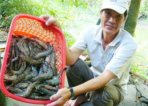 Giá tôm nguyên liệu tăng trở lại - ảnh 1