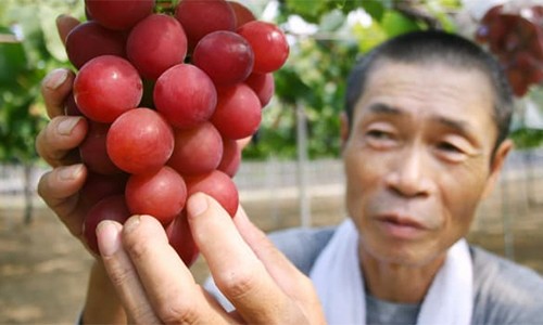 Chùm nho đỏ giá 11.000 USD ở Nhật Bản - ảnh 1