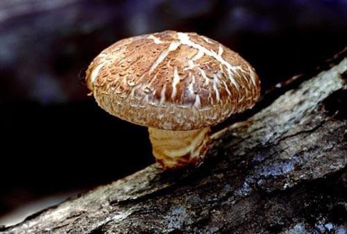 Những thực phẩm 'cực quen' dễ gây ngộ độc, thậm chí mất mạng - ảnh 4