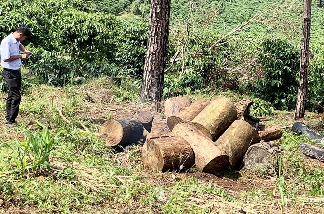 Tận thấy cảnh 'lóc thịt', thiêu đốt rừng thông 30 năm tuổi ở Bảo Lâm - ảnh 5