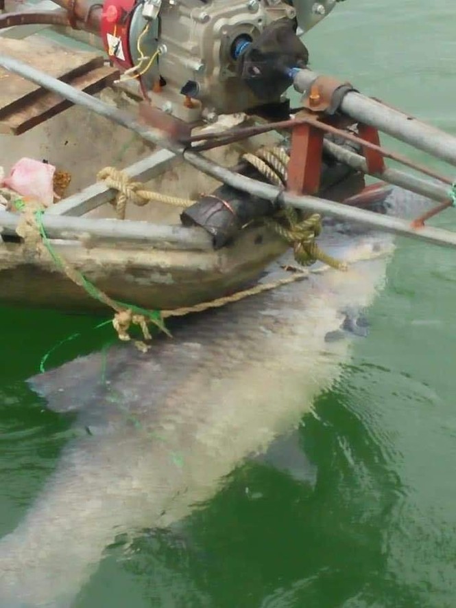 Ngư dân hồ Thác Bà bắt được cá trắm đen “khủng” 42kg - ảnh 2