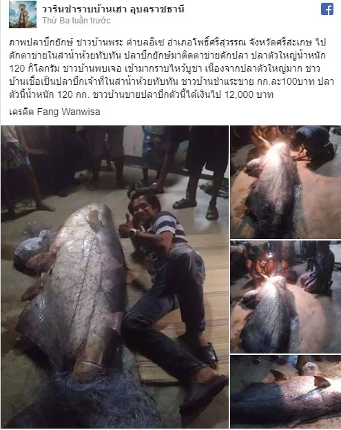 Ngư dân Thái Lan bắt được cá nheo khổng lồ đã 'thành tinh' - ảnh 1