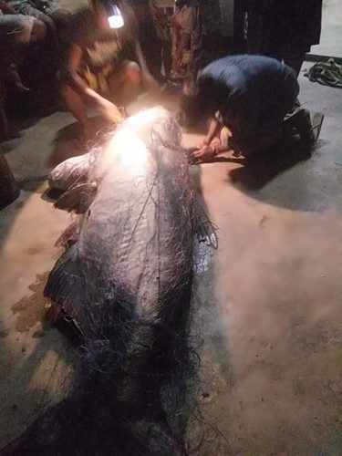 Ngư dân Thái Lan bắt được cá nheo khổng lồ đã 'thành tinh' - ảnh 5