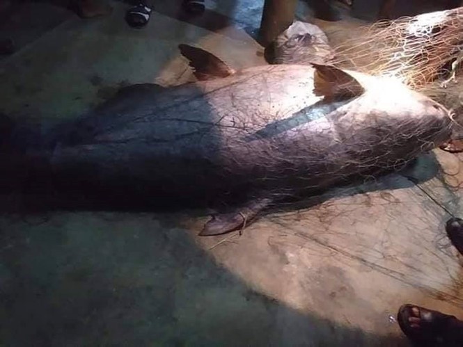 Ngư dân Thái Lan bắt được cá nheo khổng lồ đã 'thành tinh' - ảnh 3