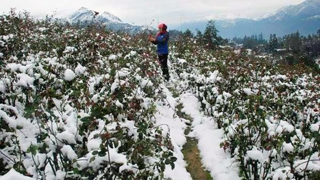 Nghịch cảnh băng tuyết: Dân phượt reo hò, nông dân khóc - ảnh 3