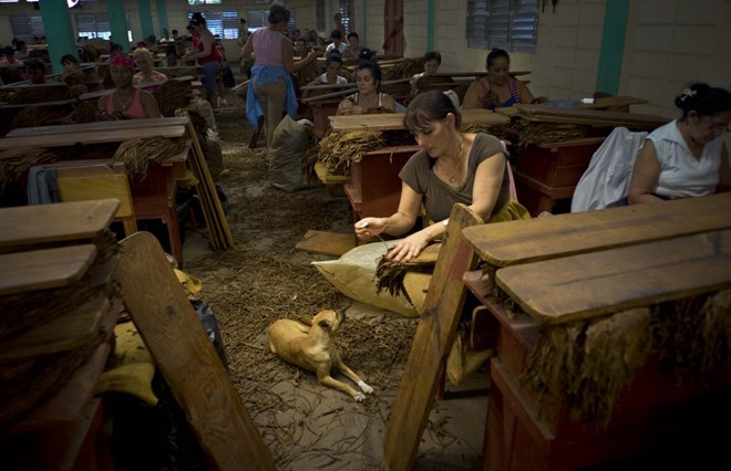 Quy trình sản xuất xì gà cầu kỳ ở Cuba - ảnh 10