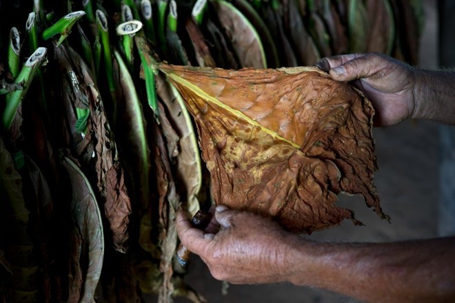 Quy trình sản xuất xì gà cầu kỳ ở Cuba - ảnh 8