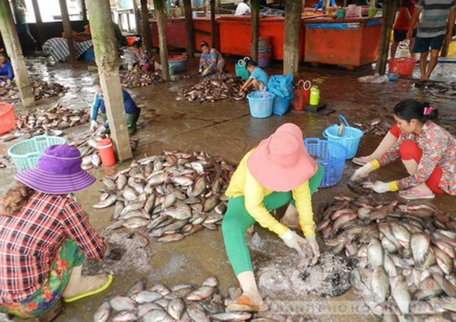 Chuyện lạ miền Tây: Tranh nhau mua vảy cá với giá 'trên trời' - ảnh 1