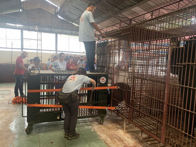 Giải cứu 6 cá thể gấu bị nuôi nhốt lấy mật ở Bình Dương - ảnh 6