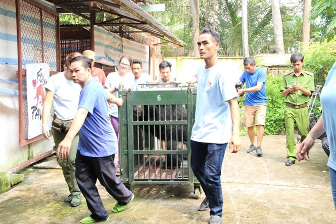 Giải cứu 6 cá thể gấu bị nuôi nhốt lấy mật ở Bình Dương - ảnh 3