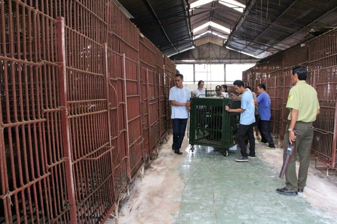 Giải cứu 6 cá thể gấu bị nuôi nhốt lấy mật ở Bình Dương - ảnh 2
