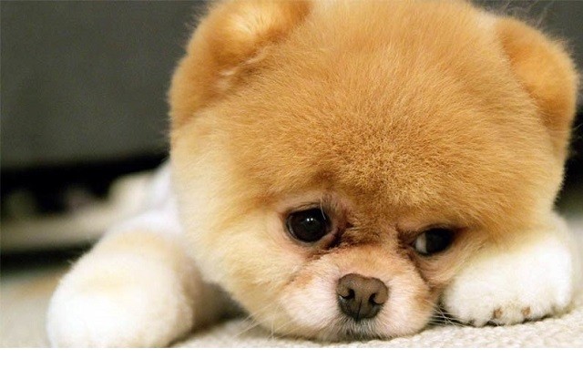 Những đặc điểm về ngoại hình và tính cách của giống chó phốc sóc (Pomeranian) - ảnh 1