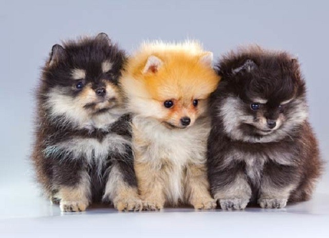 Những đặc điểm về ngoại hình và tính cách của giống chó phốc sóc (Pomeranian) - ảnh 2