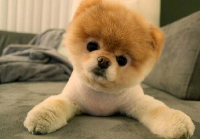 Những đặc điểm về ngoại hình và tính cách của giống chó phốc sóc (Pomeranian) - ảnh 3